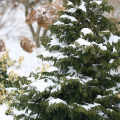 Soft Serve® False Cypress -Greatgardenplants Chamaecyparis Soft Serve 4