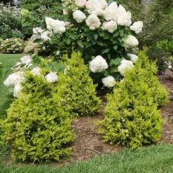 Soft Serve® Gold False Cypress -Greatgardenplants Chamaecyparis Soft Serve Gold 3