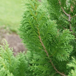 Cedar Rapids™ False Cypress -Greatgardenplants ChamaecyparisCedarRapidsP1184301 1080x1080 f31fac6