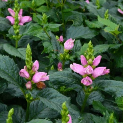 'Hot Lips' Pink Turtlehead (Chelone) -Greatgardenplants CheloneHotLips 800x800 ad0da34