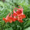 Chicklet® Red Trumpet Bush (Tecoma) -Greatgardenplants Chicklet RedTrumpetBush Tecoma 1