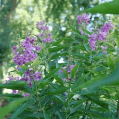 El Niño™ Chitalpa -Greatgardenplants ChitalpaElNinoP1207523 1080x1080 9bbd7b3