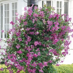 Pink Mink® Clematis -Greatgardenplants Clematis Pink Mink 3