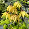 Funyella™ Clematis -Greatgardenplants ClematisFunyellaIMG 7302 800x800 102149d