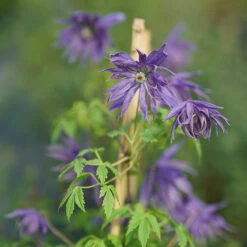 Sparky® Blue Clematis