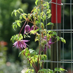 Sparky® Purple Clematis -Greatgardenplants Clematis Sparky Purple 3 P