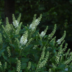 Sugartina® 'Crystalina' Summersweet -Greatgardenplants Clethra Sugartina Crystalina 4 P