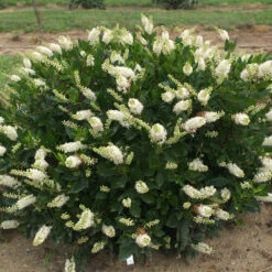Sugartina® 'Crystalina' Summersweet -Greatgardenplants Clethra Sugartina Crystalina 5 P