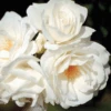 Iceberg Climbing Rose -Greatgardenplants ClimbingIcebergRose