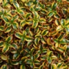 Waxwing™ Gold Mirror Bush -Greatgardenplants Coprosma Waxwing Gold 1