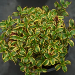 Waxwing™ Gold Mirror Bush -Greatgardenplants Coprosma Waxwing Gold 3