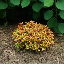 Waxwing™ Orange Mirror Bush -Greatgardenplants Coprosma Waxwing Orange 4