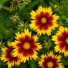 Uptick™ Gold & Bronze Tickseed -Greatgardenplants Coreopsis Uptick Gold Bronze 1 P