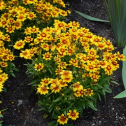 Uptick™ Gold & Bronze Tickseed -Greatgardenplants Coreopsis Uptick Gold Bronze 3 P