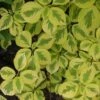 Golden Shadows® Pagoda Dogwood -Greatgardenplants Cornus Gold Shadows 1 sw