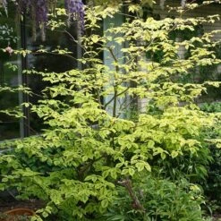Golden Shadows® Pagoda Dogwood -Greatgardenplants Cornus Gold Shadows 2 sw