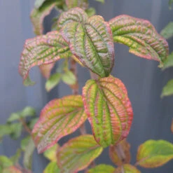 Pucker Up® Red-Twig Dogwood -Greatgardenplants Cornus Pucker Up 2