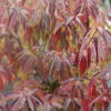 Red Rover® Silky Dogwood -Greatgardenplants Cornus Red Rover 1