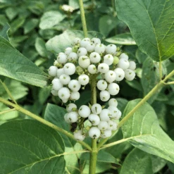 Arctic Fire® Yellow Red-Twig Dogwood -Greatgardenplants CornusArcticFireYellowIMG 036 1080x1080 e6a8233