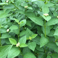 Arctic Fire® Yellow Red-Twig Dogwood -Greatgardenplants CornusArcticFireYellowIMG 1449 1 1080x1080 a0e0f4e