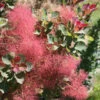 The Velvet Fog® Smokebush -Greatgardenplants Cotinus The Velvet Fog 1