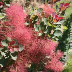 The Velvet FogĀ® Smokebush