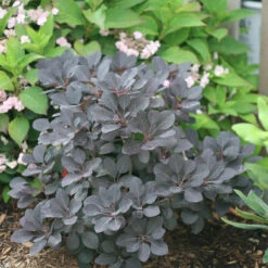 Winecraft Black® Smokebush -Greatgardenplants Cotinus Winecraft Black 3 P