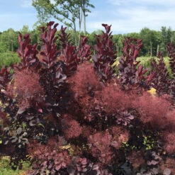 Winecraft Black® Smokebush -Greatgardenplants Cotinus Winecraft Black 5 P