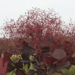 Winecraft Black® Smokebush -Greatgardenplants Cotinus Winecraft Black 7 P