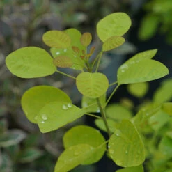 Winecraft Gold® Smokebush -Greatgardenplants Cotinus Winecraft Gold 5