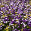 Large Flowering Crocus Mix -Greatgardenplants CrocusMix 3