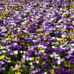Large Flowering Crocus Mix