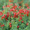 Sister Redhead® Scotch Broom