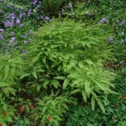 Northern Maidenhair Fern (Adiantum) -Greatgardenplants DETA2 397