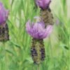 Anouk Spanish Lavender -Greatgardenplants DETA2 8031