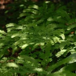 Northern Maidenhair Fern (Adiantum) -Greatgardenplants DETA3 397