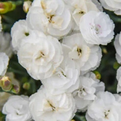 Fruit Punch® 'Whipped Cream' Dianthus