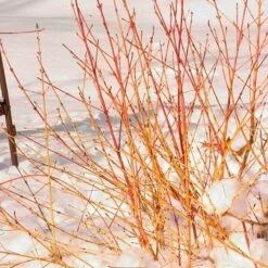 Arctic Sun® Dogwood 10 Arctic Sun® Dogwood -Greatgardenplants DOGASSQ 2 c1fb4271 c2ee 41db ae31 443121719f0f sw