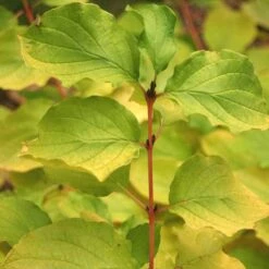 Arctic Sun® Dogwood 8 Arctic Sun® Dogwood -Greatgardenplants DOGASSQ 4 727e43ee 43b4 470f b63a 0dd8f0970eaa sw
