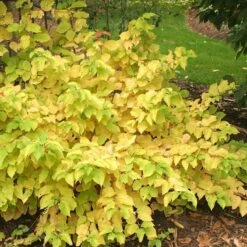 Arctic Sun® Dogwood 9 Arctic Sun® Dogwood -Greatgardenplants DOGASSQ 8c5f8373 3020 41a5 986b 7ce7620eab6a sw
