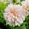 'Café Au Lait' Dahlia -Greatgardenplants DahliaCafeauLait 140821cre106