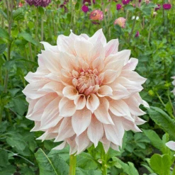'Café Au Lait' Dahlia -Greatgardenplants DahliaCafeauLait 200825gbo061
