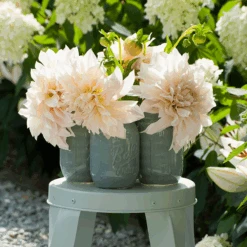 'Café Au Lait' Dahlia -Greatgardenplants DahliaCafeauLaitinvase 226189