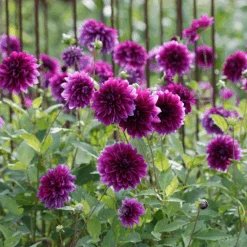 'Thomas A. Edison' Dahlia