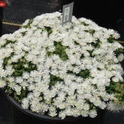 Hot Cakes® 'Coconut Crush' Ice Plant -Greatgardenplants Delosperma hot cakes coconut crush ice plant 1 P sw