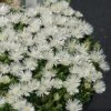 Hot Cakes® 'Coconut Crush' Ice Plant -Greatgardenplants Delosperma hot cakes coconut crush ice plant 2 P sw