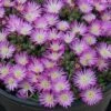Hot Cakes® 'Fig Fusion' Ice Plant -Greatgardenplants Delosperma hot cakes fig fusion ice plant 1 P sw