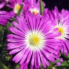 Wheels Of Wonder® Purple Wonder Ice Plant -Greatgardenplants DelospermaWheelsofWonderPurpleWonderPP316747