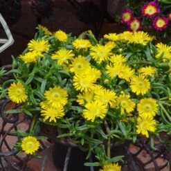 Wheels Of Wonder® Golden Wonder Ice Plant -Greatgardenplants DelospermaWheelsofWonder GoldenWonder Contai