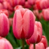 'Design Impression' Tulip -Greatgardenplants DesignImpressionTulip